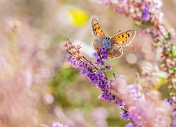 Motyl, Czerwończyk żarek, Kwiaty, Wrzos