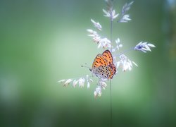 Źdźbło, Trawa, Motyl, Czerwończyk żarek