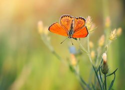 Motyl, Czerwończyk, Roślina