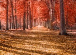 Jesień, Park, Drzewa, Czerwone, Liście, Droga, Słoneczny, Dzień