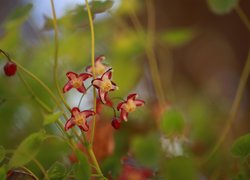 Epimedium, Czerwone, Kwiaty