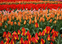 Czerwone i kolorowe tulipany