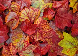 Czerwone i pożółkłe liście