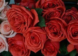 Czerwone, Różowe, Kwiaty, Róże