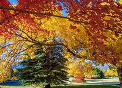 Czerwone i żółte liście na drzewach w parku