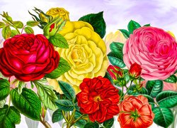 Grafika, Kwiaty, Kolorowe, Róże