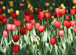 Kwiaty, Tulipany, Czerwone, Żółte, Listki