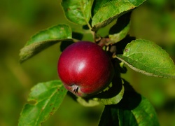 Czerwone jabłko na gałązce
