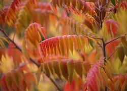 Czerwone jesienne liście na gałązkach