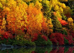 Jesień, Las, Drzewa, Krzewy, Kolorowe, Liście, Rzeka