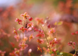 Epimedium, Czerwone, Kwiaty, Zbliżenie