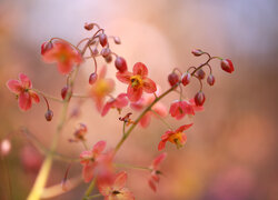 Czerwone kwiaty epimedium