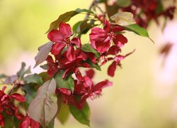 Czerwone kwiaty i liście na gałązce jabłoni