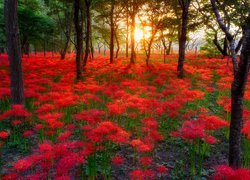Drzewa, Czerwone, Kwiaty, Promienie słońca