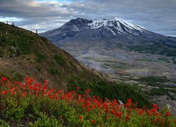 Czerwone kwiaty na wzgórzu z widokiem na wulkan Mount St Helens