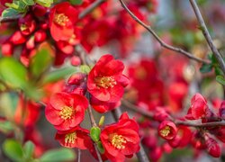 Czerwone kwiaty pigwowca japońskiego na gałązkach