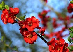 Czerwone kwiaty pigwowca japońskiego