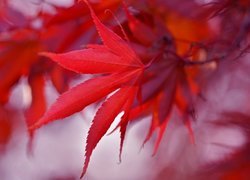 Czerwone liście klonu japońskiego