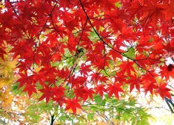 Drzewo, Klon, Kolorowe, Liście, Jesień