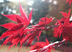 Czerwone liście klonu na rozmytym tle