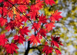 Czerwone liście klonu w słońcu
