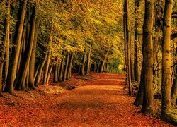 Czerwone liście na drodze pomiędzy jesiennymi drzewami