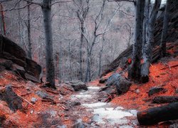 Czerwone liście pod drzewami i skałami w lesie