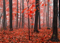 Czerwone liście w jesiennym lesie