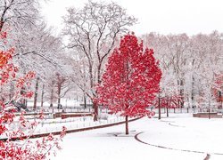 Zima, Śnieg, Park, Drzewa, Czerwone, Liście