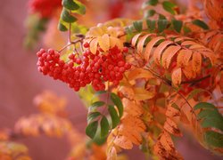 Czerwone owoce i kolorowe liście jarzębiny