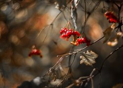 Czerwone owoce i suche listki na gałązce