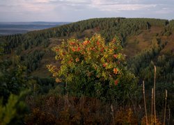 Wzgórze, Drzewa, Krzew, Czerwone, Owoce