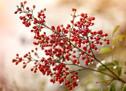 Gałązka, Krzew, Nandina, Niebiański bambus, Krople, Rozmycie