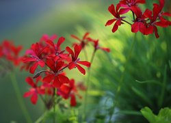 Czerwona, Pelargonia, Kwiat