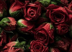 Czerwone róże i pąki w kroplach wody