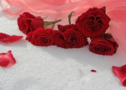 Czerwone róże i płatki na śniegu