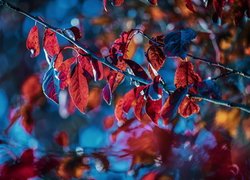 Czerwone rozświetlone liście na gałązkach
