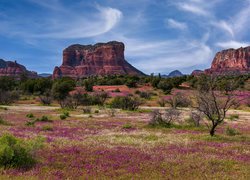 Stany Zjednoczone, Arizona, Sedona, Czerwone, Skały, Drzewa, Kwiaty