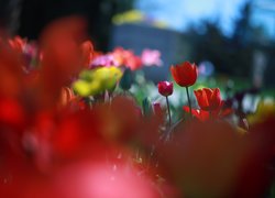 Czerwone, Tulipany, Kwiaty, Rozmycie