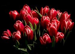 Czerwone, Tulipany, Czarne tło