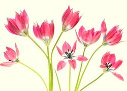 Czerwone tulipany na jasnożółtym tle