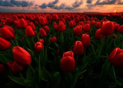 Czerwone, Kwiaty, Tulipany, Pole, Chmury, Zachód słońca