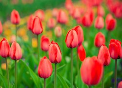 Tulipany, Czerwone, Kwiaty, Pąki, Rozmyte tło