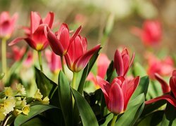 Kwiaty, Czerwone, Tulipany, Rozmyte tło