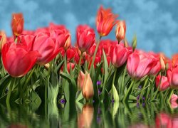 Czerwone, Tulipany, Woda, Odbicie