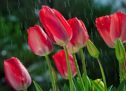 Czerwone tulipany w wiosennym deszczu