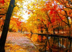 Czerwono-żółte drzewa przy rzece w jesiennym parku
