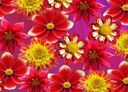 Czerwono-żółte kwiaty