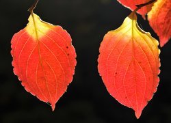 Czerwono-żółte liście