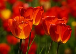 Czerwono-żółte tulipany na rozmytym tle